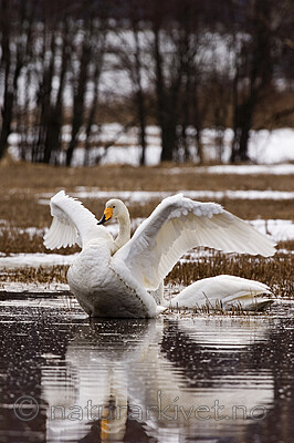 bb 06 0010 / Cygnus cygnus / Sangsvane